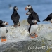 puffin_atlantic_msi_h_1447_can1068.jpg